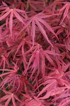 Red Pygmy Japanese Maple - 2 Gallon Pot -Wilson Bros Gardens Shop acer palmatum red pygmy japanese maple 2
