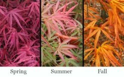 Red Pygmy Japanese Maple - 2 Gallon Pot -Wilson Bros Gardens Shop acer palmatum red pygmy japanese maple 3