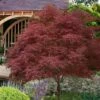 Red Pygmy Japanese Maple - 2 Gallon Pot
