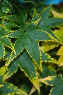 Sagara Nishiki Japanese Maple - 3 Gallon Pot