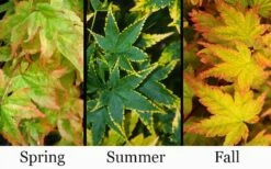 Sagara Nishiki Japanese Maple - 3 Gallon Pot -Wilson Bros Gardens Shop acer palmatum sagara nishiki japanese maple 8 1