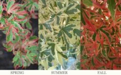 Beni Schichihenge Japanese Maple - 5 Gallon Pot -Wilson Bros Gardens Shop acer palmatum schichihenge japanese maple 3