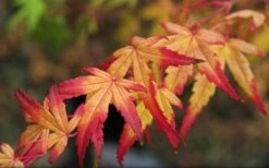 Seiun Kaku Japanese Maple - 3 Gallon Pot -Wilson Bros Gardens Shop acer palmatum seiun kaku japanese maple 13