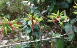 Seiun Kaku Japanese Maple - 3 Gallon Pot -Wilson Bros Gardens Shop acer palmatum seiun kaku japanese maple 3