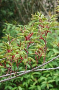 Seiun Kaku Japanese Maple - 3 Gallon Pot -Wilson Bros Gardens Shop acer palmatum seiun kaku japanese maple 4