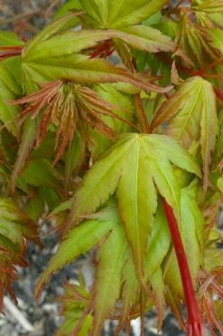 Sekka Yatsubusa Japanese Maple - 3 Gallon Pot -Wilson Bros Gardens Shop acer palmatum sekka yatsubusa japanese maple 1