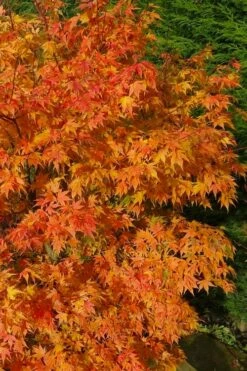 Sekka Yatsubusa Japanese Maple - 3 Gallon Pot -Wilson Bros Gardens Shop acer palmatum sekka yatsubusa japanese maple 3