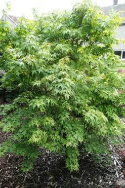 Sekka Yatsubusa Japanese Maple - 3 Gallon Pot -Wilson Bros Gardens Shop acer palmatum sekka yatsubusa japanese maple 4