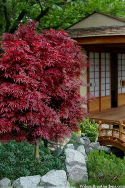 Shaina Dwarf Red Japanese Maple - 2 Gallon Pot -Wilson Bros Gardens Shop acer palmatum shaina japanese maple 11 5
