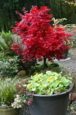 Shaina Dwarf Red Japanese Maple - 2 Gallon Pot -Wilson Bros Gardens Shop acer palmatum shaina japanese maple 12 5