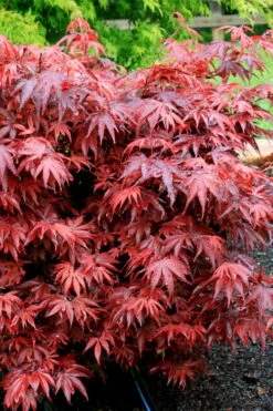 Shaina Dwarf Red Japanese Maple - 2 Gallon Pot -Wilson Bros Gardens Shop acer palmatum shaina japanese maple 7 5