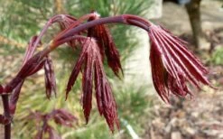 Trompenburg Japanese Maple - 5 Gallon Pot -Wilson Bros Gardens Shop acer palmatum shirasawanum trompenburg japanese maple 1