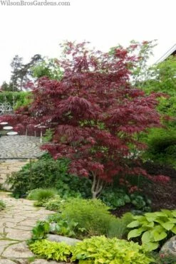 Trompenburg Japanese Maple - 5 Gallon Pot -Wilson Bros Gardens Shop acer palmatum shirasawanum trompenburg japanese maple 10