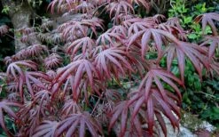 Trompenburg Japanese Maple - 5 Gallon Pot -Wilson Bros Gardens Shop acer palmatum shirasawanum trompenburg japanese maple 2