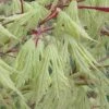 Sister Ghost Japanese Maple - 3 Gallon Pot (3-4')
