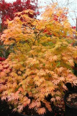 Sister Ghost Japanese Maple - 3 Gallon Pot (3-4') -Wilson Bros Gardens Shop acer palmatum sister ghost japanese maple 9