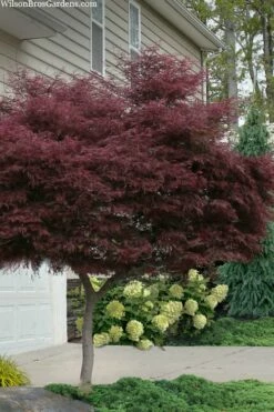 Tamukeyama Dwarf Red Japanese Maple - 1 Gallon Pot - High Grafted Tree Form -Wilson Bros Gardens Shop acer palmatum tamukeyama japanese maple high graft 2
