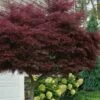 Tamukeyama Dwarf Red Japanese Maple - 3 Gallon Pot (High Grafted Tree Form)