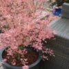 Taylor Pink Japanese Maple - 3 Gallon Pot