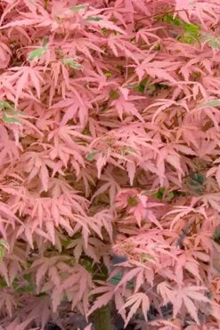Taylor Pink Japanese Maple - 3 Gallon Pot -Wilson Bros Gardens Shop acer palmatum taylors pink japanese maple 7