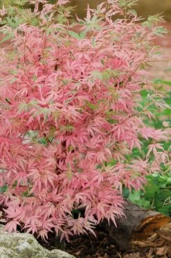 Taylor Pink Japanese Maple - 3 Gallon Pot -Wilson Bros Gardens Shop acer palmatum taylors pink japanese maple 8