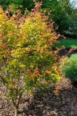 Twinkles Dwarf Coral Bark Japanese Maple - 3 Gallon Pot -Wilson Bros Gardens Shop acer palmatum twinkles coral bark japanese maple 1