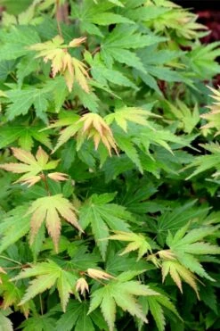 Twinkles Dwarf Coral Bark Japanese Maple - 3 Gallon Pot -Wilson Bros Gardens Shop acer palmatum twinkles coral bark japanese maple 10