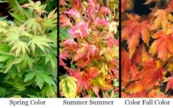 Twinkles Dwarf Coral Bark Japanese Maple - 3 Gallon Pot -Wilson Bros Gardens Shop acer palmatum twinkles coral bark japanese maple 11