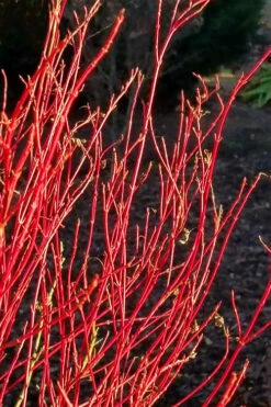 Twinkles Dwarf Coral Bark Japanese Maple - 3 Gallon Pot -Wilson Bros Gardens Shop acer palmatum twinkles coral bark japanese maple 2