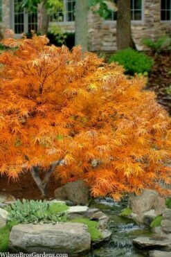 Villa Taranto Japanese Maple - 5 Gallon Pot