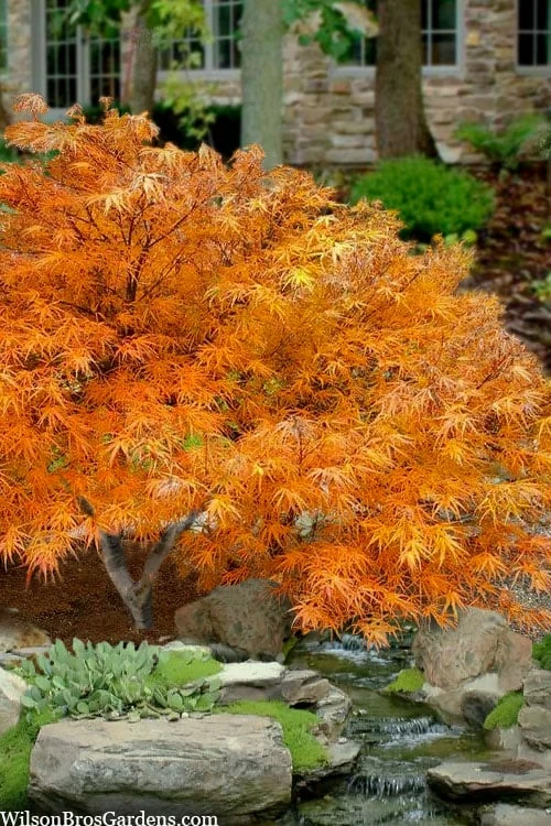 Villa Taranto Japanese Maple - 5 Gallon Pot 1 Villa Taranto Japanese Maple - 5 Gallon Pot