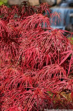 Villa Taranto Japanese Maple - 5 Gallon Pot 16 Villa Taranto Japanese Maple - 5 Gallon Pot -Wilson Bros Gardens Shop acer palmatum villa taranto japanese maple 4