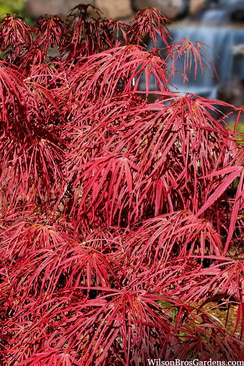Villa Taranto Japanese Maple - 5 Gallon Pot 8 Villa Taranto Japanese Maple - 5 Gallon Pot - Image 8