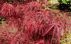 Villa Taranto Japanese Maple - 5 Gallon Pot 15 Villa Taranto Japanese Maple - 5 Gallon Pot -Wilson Bros Gardens Shop acer palmatum villa taranto japanese maple 5