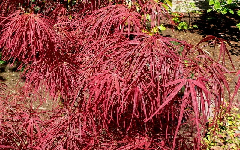 Villa Taranto Japanese Maple - 5 Gallon Pot 7 Villa Taranto Japanese Maple - 5 Gallon Pot - Image 7