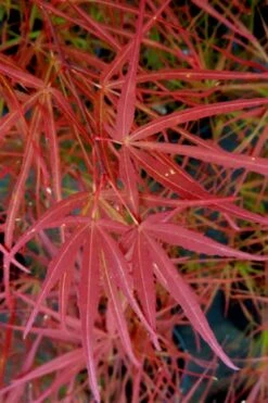 Villa Taranto Japanese Maple - 5 Gallon Pot 13 Villa Taranto Japanese Maple - 5 Gallon Pot -Wilson Bros Gardens Shop acer palmatum villa taranto japanese maple 6