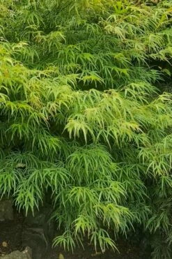 Villa Taranto Japanese Maple - 5 Gallon Pot 17 Villa Taranto Japanese Maple - 5 Gallon Pot -Wilson Bros Gardens Shop acer palmatum villa taranto japanese maple 9