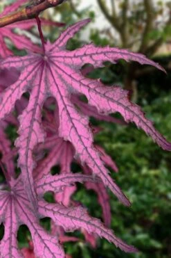 Waveleaf Japanese Maple - 6 Gallon Pot