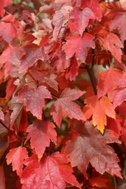 Native Red Maple Tree (Acer Rubrum) - 3 Pack Of 1.5 Quart Pots -Wilson Bros Gardens Shop acer rubrum red maple 3 2