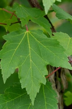 Native Red Maple Tree (Acer Rubrum) - 3 Pack Of 1.5 Quart Pots -Wilson Bros Gardens Shop acer rubrum red maple tree 3 2