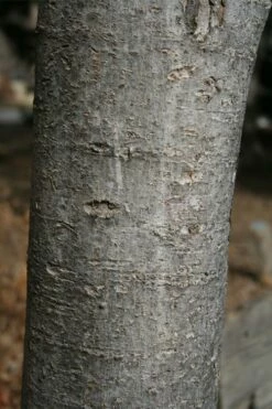 Native Red Maple Tree (Acer Rubrum) - 3 Pack Of 1.5 Quart Pots -Wilson Bros Gardens Shop acer rubrum red maple tree 4 2