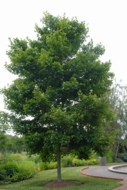 Native Red Maple Tree (Acer Rubrum) - 3 Pack Of 1.5 Quart Pots -Wilson Bros Gardens Shop acer rubrum red maple tree 5 2