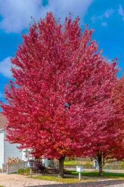 Native Red Maple Tree (Acer Rubrum) - 3 Pack Of 1.5 Quart Pots -Wilson Bros Gardens Shop acer rubrum red maple tree 6 2
