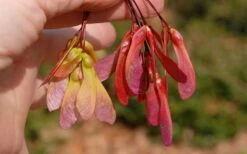 Native Red Maple Tree (Acer Rubrum) - 3 Pack Of 1.5 Quart Pots -Wilson Bros Gardens Shop acer rubrum red maple tree 7 2