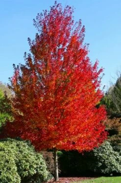 Sun Valley Red Maple Tree - 3 Gallon Pot -Wilson Bros Gardens Shop acer rubrum sun valley red maple tree 1