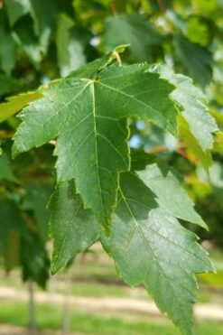 Sun Valley Red Maple Tree - 3 Gallon Pot -Wilson Bros Gardens Shop acer rubrum sun valley red maple tree 2
