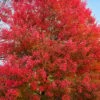 Sun Valley Red Maple Tree - 3 Gallon Pot