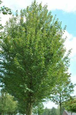 Sun Valley Red Maple Tree - 3 Gallon Pot -Wilson Bros Gardens Shop acer rubrum sun valley red maple tree 6