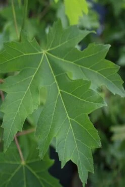 Silver Maple Tree (Acer Saccharinum) - 1 Gallon Pot -Wilson Bros Gardens Shop acer saccharinum silver maple tree 2g