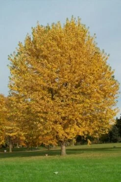 Silver Maple Tree (Acer Saccharinum) - 1 Gallon Pot -Wilson Bros Gardens Shop acer saccharinum silver maple tree 3g